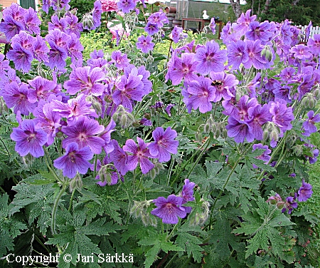 Tarhakurjenpolvi - kungsnäva - Geranium x magnificum